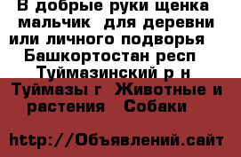 В добрые руки щенка (мальчик) для деревни или личного подворья. - Башкортостан респ., Туймазинский р-н, Туймазы г. Животные и растения » Собаки   